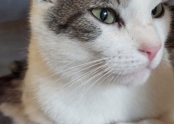 Partisan (Parti) 260417-235346