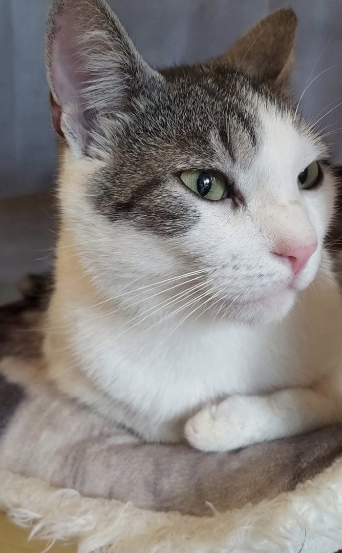 Partisan (Parti) 260417-235346