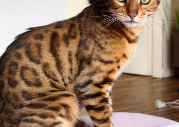 Pascha  260412-152113