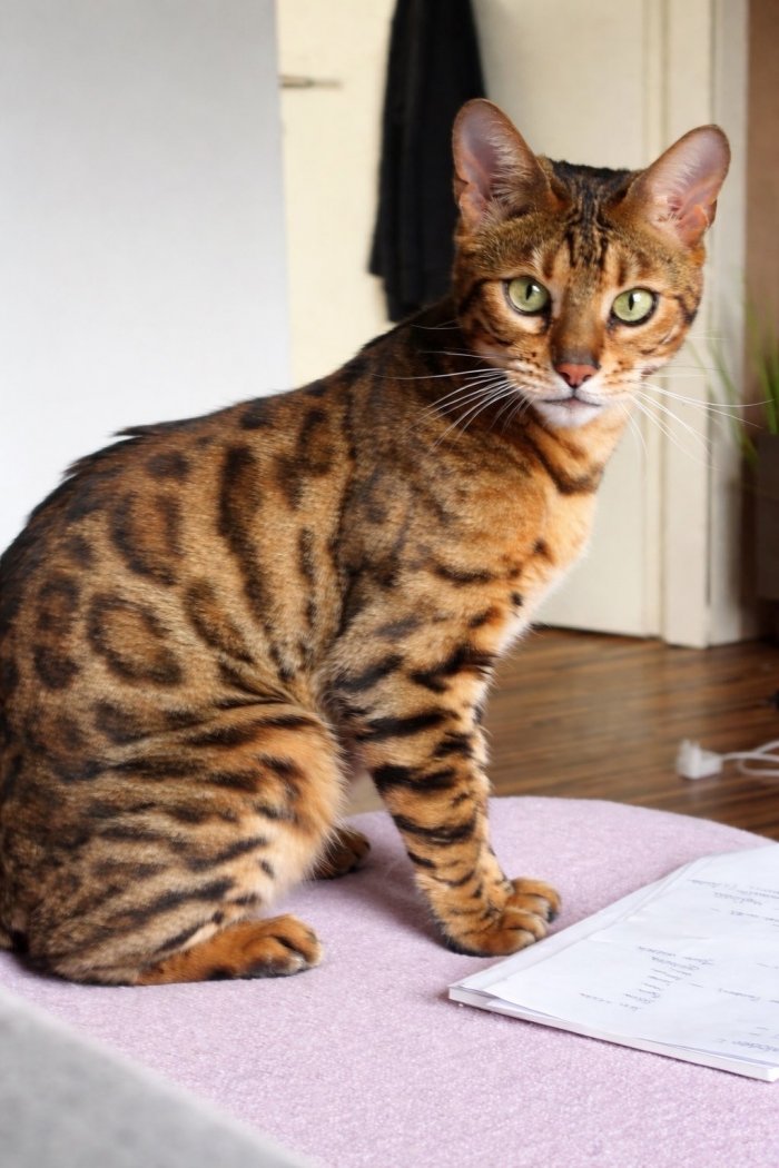 Pascha 260412-152113