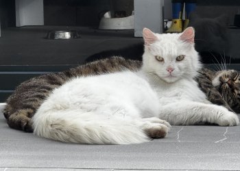 Pascha 260316-225638