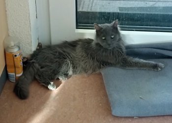 Pasci (Pascal) 251202-144724