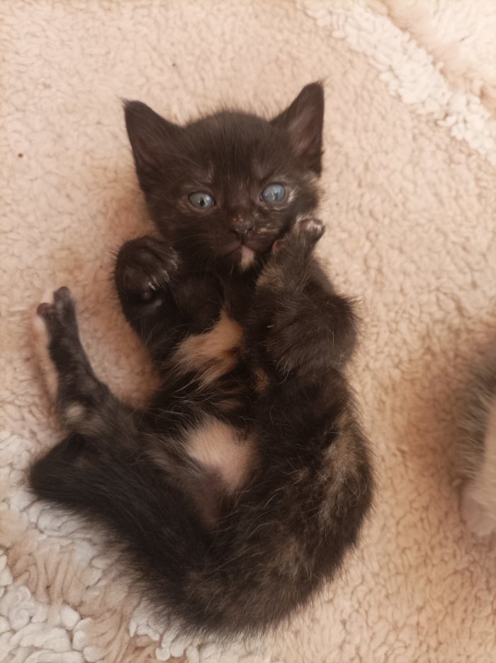 Peanut  251221-074654