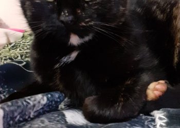 Peanut  251221-074654