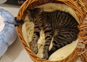 Phoebe  260404-203143