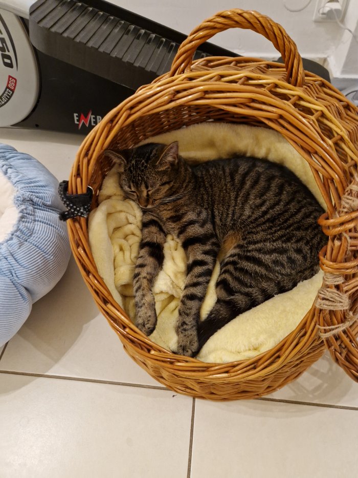 Phoebe  260404-203143