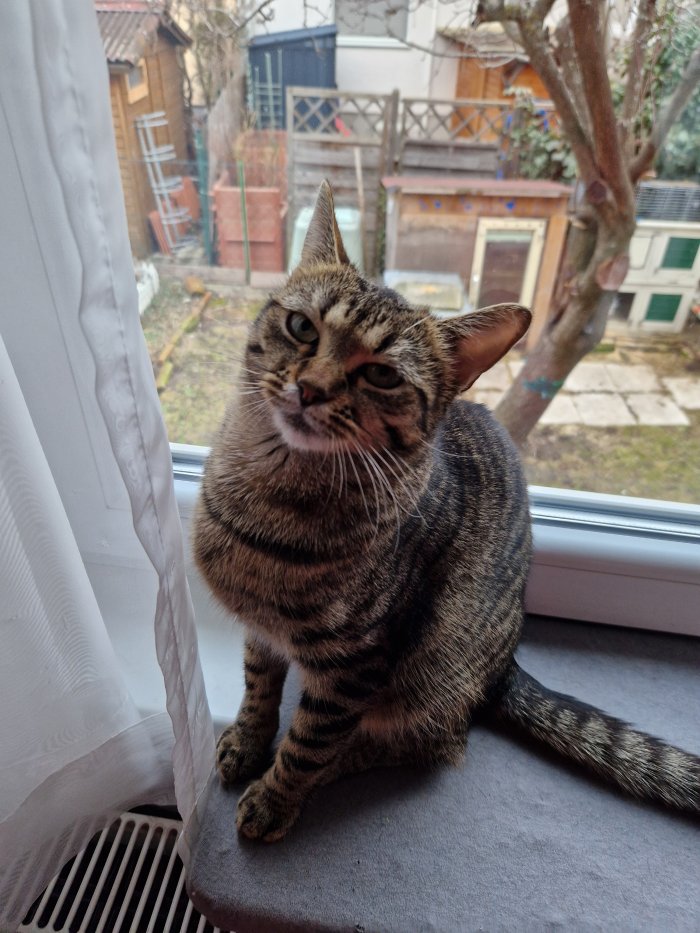 Phoebe  260404-203143