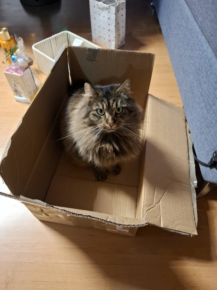 Phoebe 250815-083340