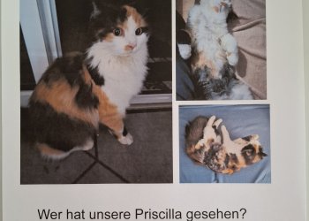 Priscilla 260501-170437