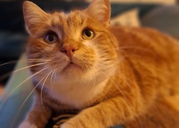 Puccini  260206-151545