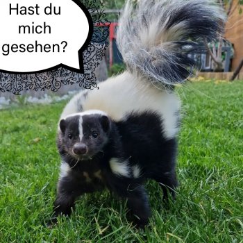 Puck (Stinktier)  251028-115136