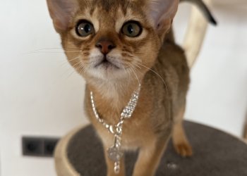 Puma (Emelie Zimtpfote) 260209-073338