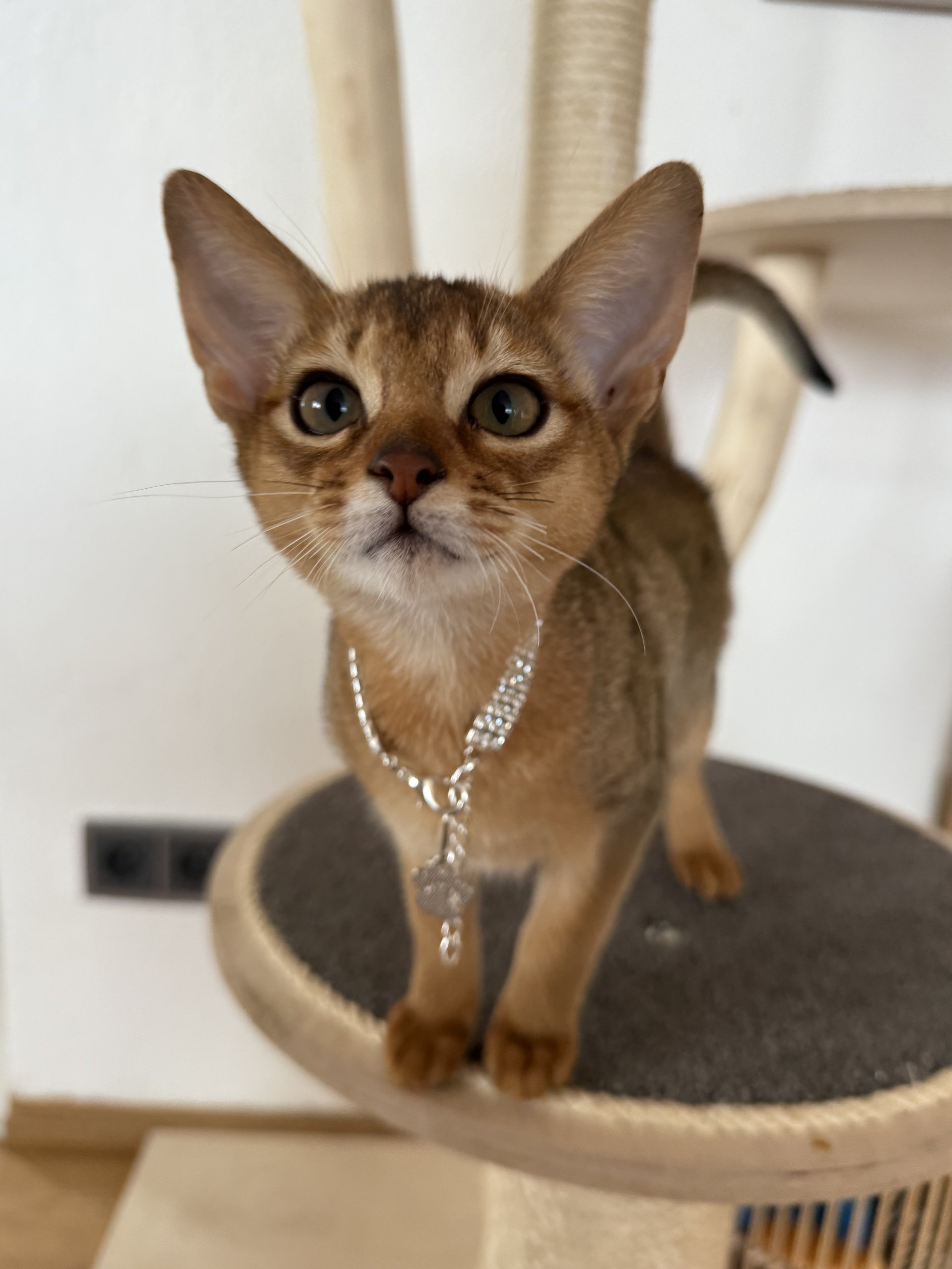 Puma (Emelie Zimtpfote) 260209-073338