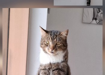 ROCKY 250704-095403