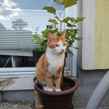 Risko 260504-195554