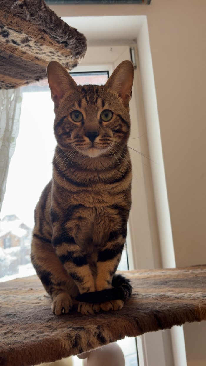 Rocket 260304-144952