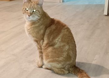 Rozsdi 260127-142444