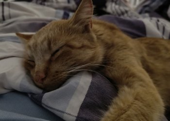 Rupert  250614-105341