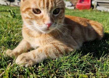 Sammy 250602-131815