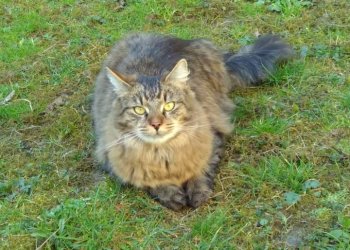 Samson  250409-200957