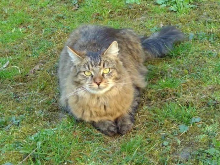 Samson  250409-200957
