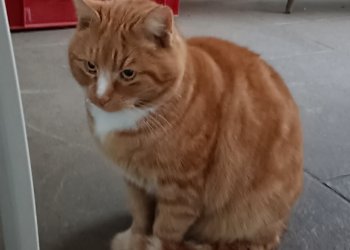 Unbekannt 260109-122251