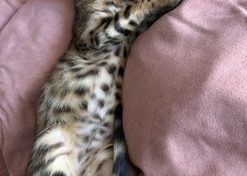 Saphira 251123-224900