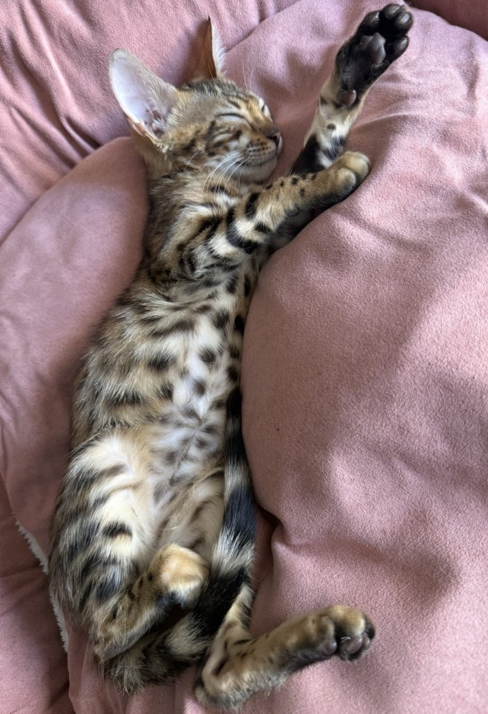 Saphira 251123-224900