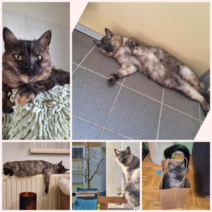 Saphira 250525-084951