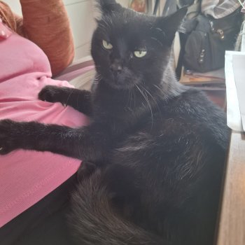 Sasuke 251210-154424