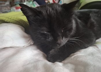 Sasuke 251210-154424