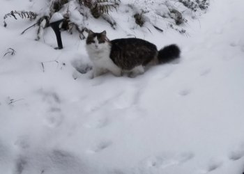 Schnecki 251226-083127