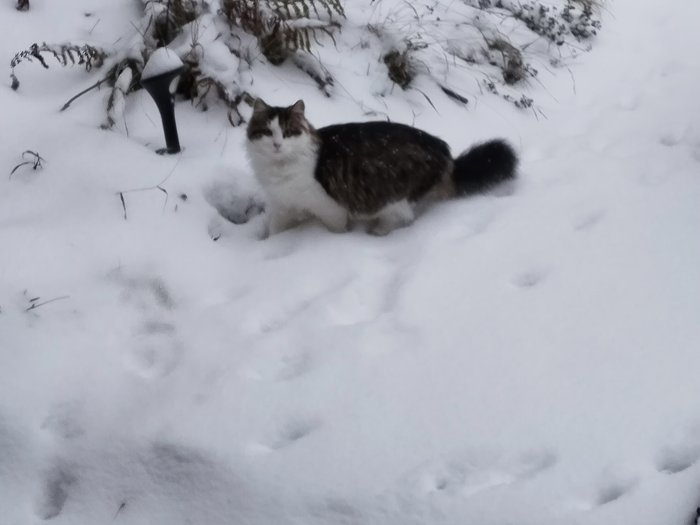 Schnecki 251226-083127