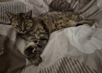 Schnurli 251124-105456