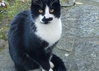 Schnurrbert  260129-000358