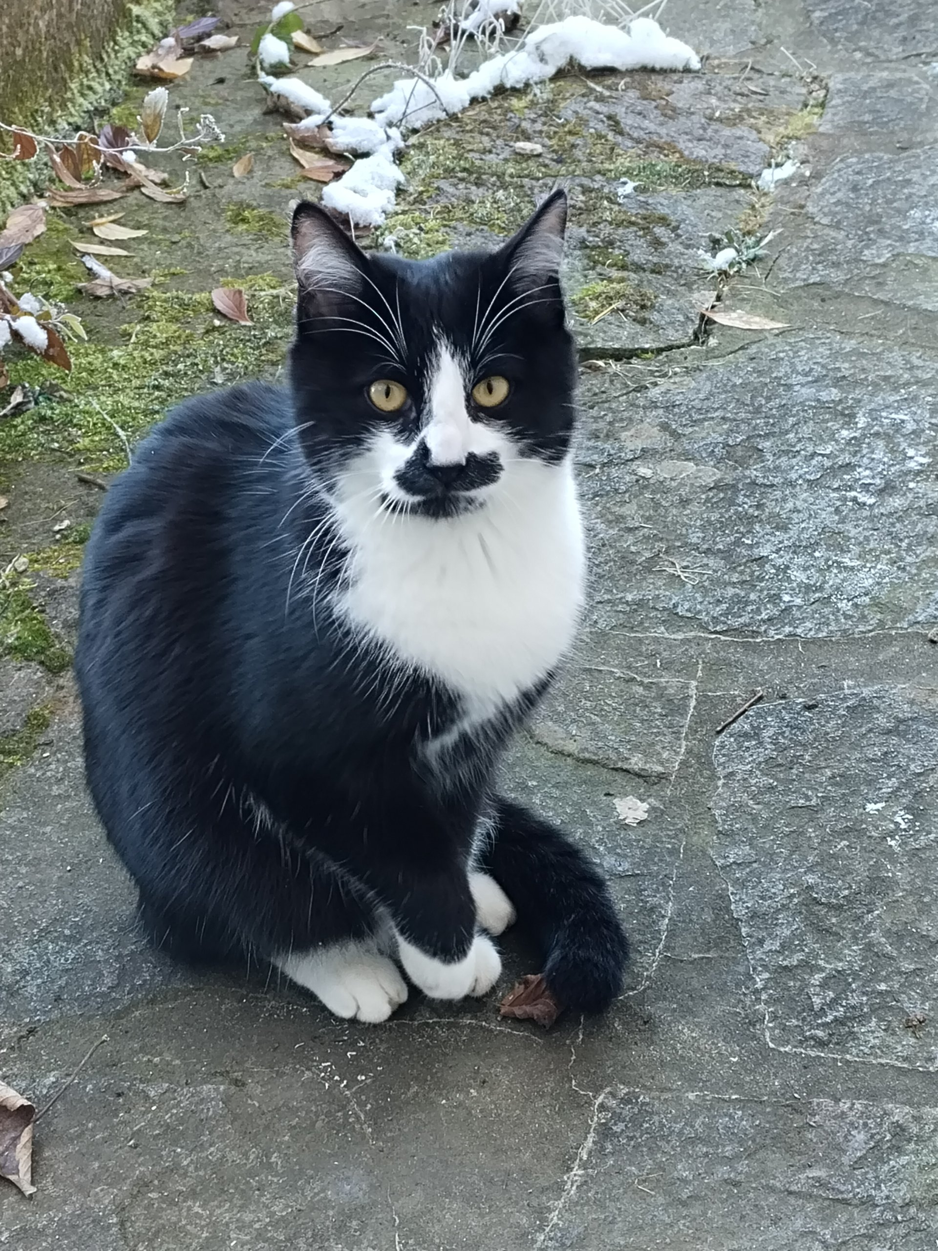 Schnurrbert  260129-000358