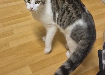 Schnurrli 260408-212438