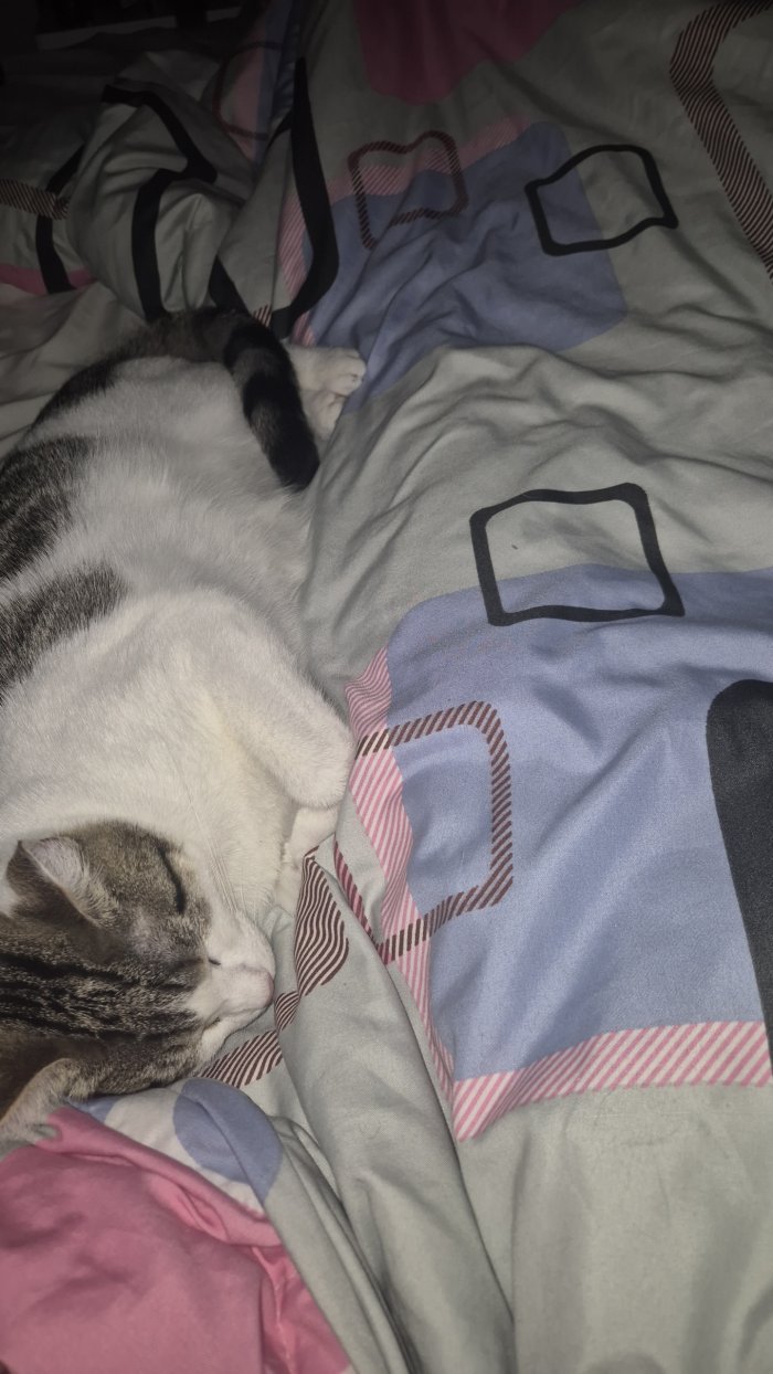 Schnurrli 260408-212438