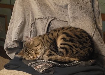 Shakti 251116-220717