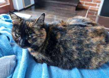 Shirin 251114-103808