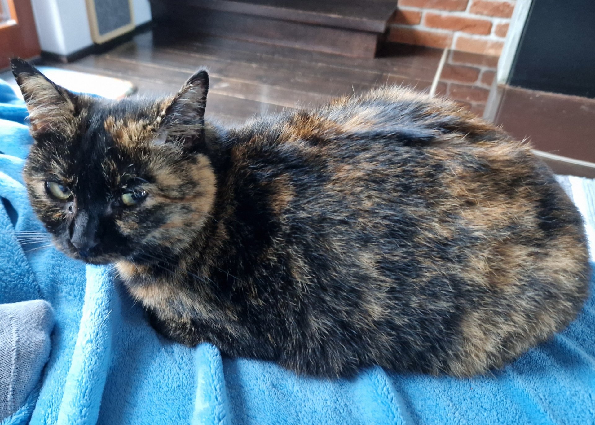 Shirin 251017-093706