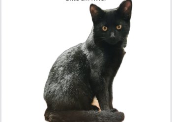 Simba  250602-122101