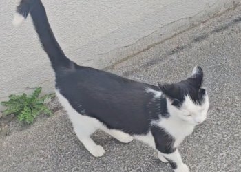 Simba  260128-110052