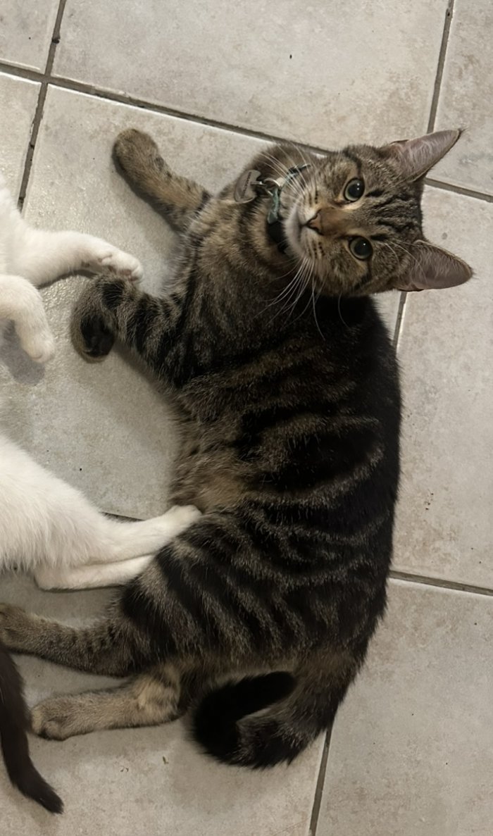 Simba  250726-114546