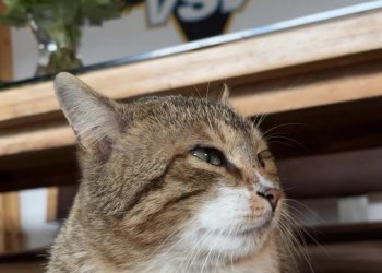 Simba  260416-162455