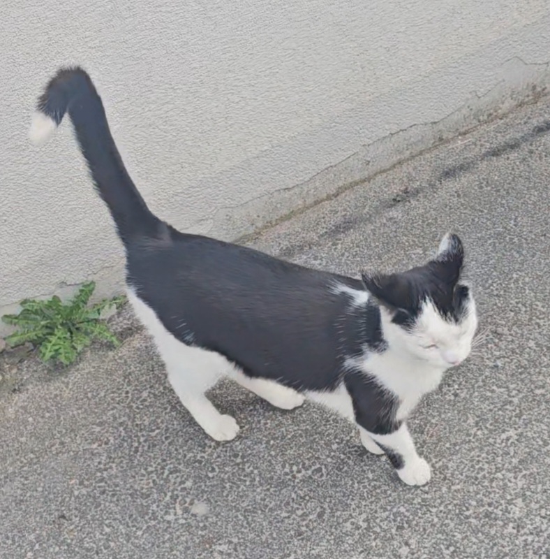 Simba  260128-110052