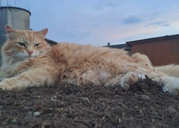 Simba 250619-131808