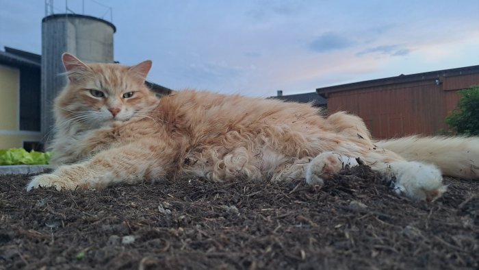 Simba 250619-131808