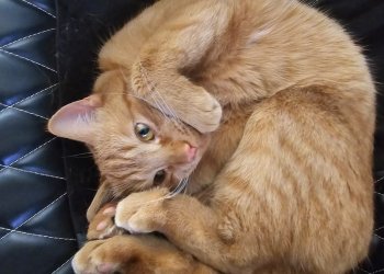 Simba 250706-231206