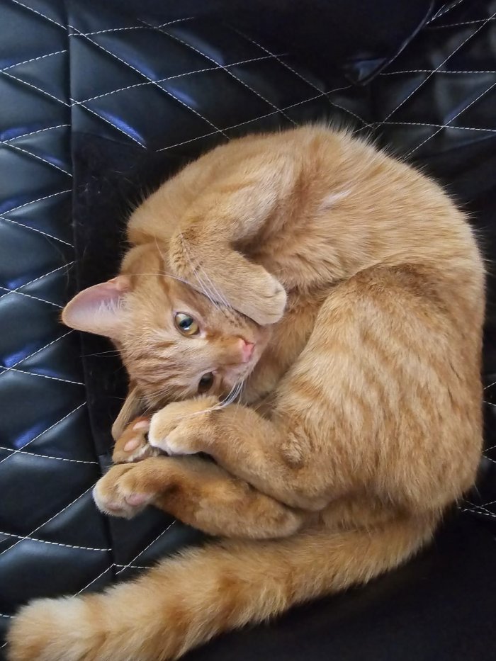 Simba 250706-231206